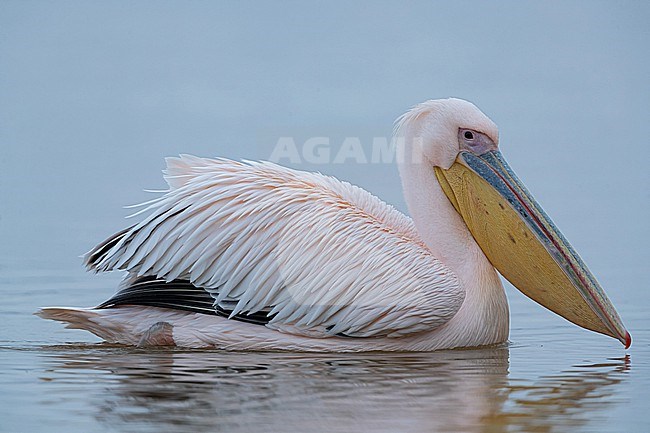 An adult Great White Pelican (Pelecanus onocrotalus) swimming at Lake Kerkini in Greece stock-image by Agami/Mathias Putze,