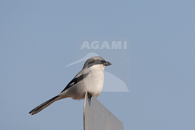 Steppe Grey Shrike, Steppeklapekster, Lanius pallidirostris stock-image by Agami/Arie Ouwerkerk,