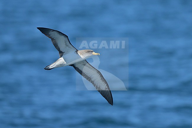 Cory's shearwater (Calonectris borealis) flying, wit the sea as background. stock-image by Agami/Sylvain Reyt,