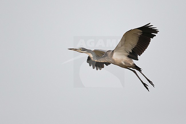 immature black-headed heron (Ardea melanocephala) found at lake Albert in Uganda stock-image by Agami/Mathias Putze,