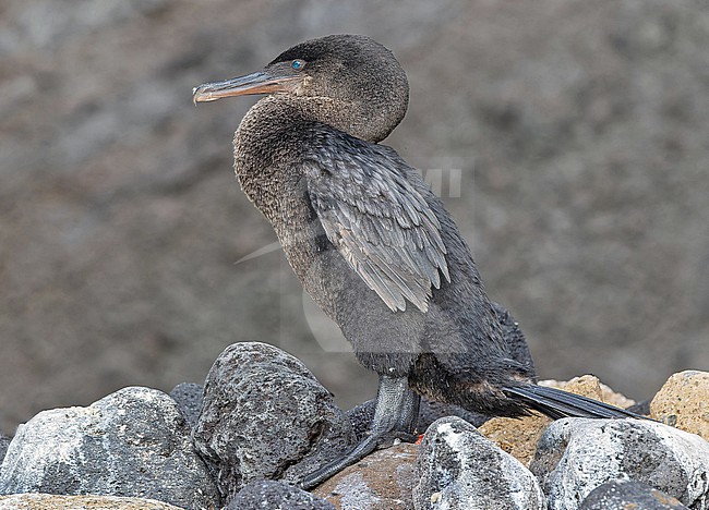 Flightless Cormorant, Nannopterum harrisi, on the Galapagos Islands, part of the Republic of Ecuador. Only found on just two islands; Fernandina, and the northern and western coasts of Isabela. stock-image by Agami/Pete Morris,