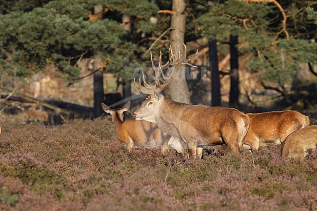 Mannetje Edelhert; Male Red Deer stock-image by Agami/Chris van Rijswijk,
