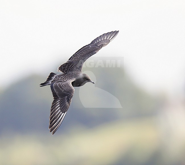 First-winter Long-tailed Skua (Stercorarius longicaudus) on an inland lake in the Netherlands. stock-image by Agami/Ran Schols,