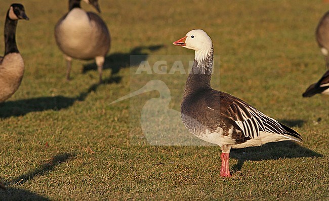 Blue phase Snow Goose (Anser caerulescens) standing on lawn near North American lake. stock-image by Agami/Ian Davies,