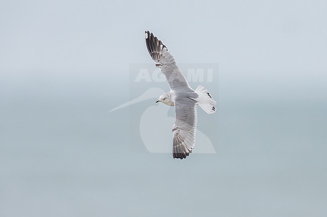 2nd cycle Russian Common Gull (Larus canus heinei) flying over the shore of Shirvan NP, Azerbijan. stock-image by Agami/Vincent Legrand,