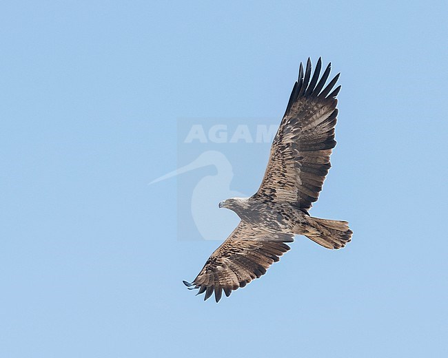 Subadult Eastern Imperial Eagle (Aquila heliaca) in flight, view below. Oman stock-image by Agami/Markku Rantala,