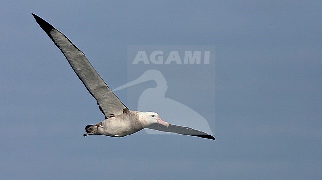 Critically endangered Tristan Albatross (Diomedea dabbenena) in flight at sea off Gough island. stock-image by Agami/Marc Guyt,