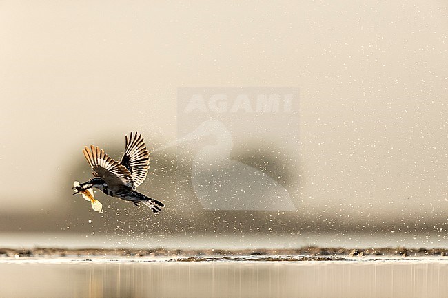 Pied Kingfisher (Ceryle rudis) fishing in drinking pool in South Africa, seen against the light. Taking off from the water with a caught fish. stock-image by Agami/Bence Mate,