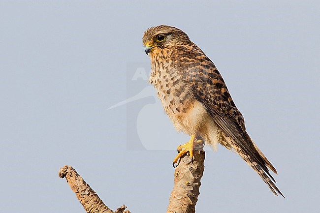 Neglected Kestrel, Sao Nicolau, Cape Verde (Falco tinnunculus neglectus) stock-image by Agami/Saverio Gatto,