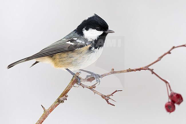 Coal Tit (Periparus ater), side view of an adult perched on a Hawthorn branch, Campania, Italy stock-image by Agami/Saverio Gatto,