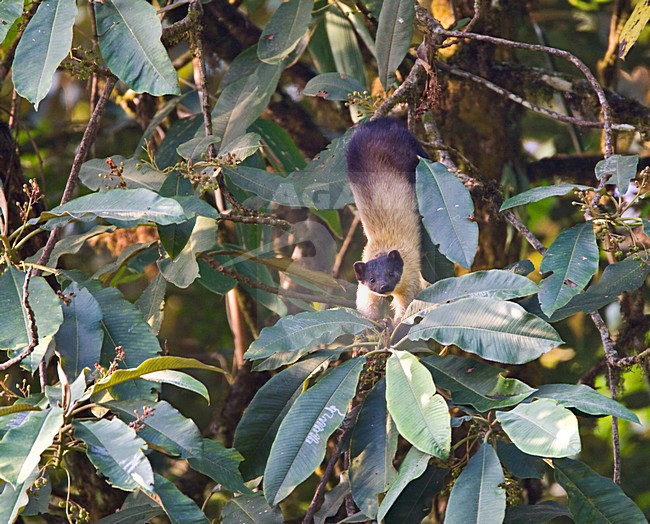 Maleise Bonte Marter; Yellow-throated Marten stock-image by Agami/Marc Guyt,