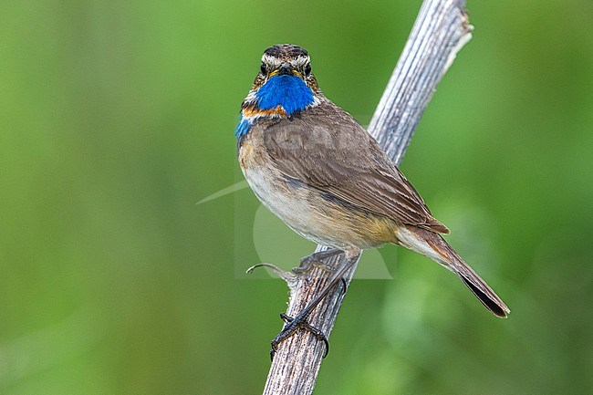 Red-spotted Bluethroat, Roodgesterde Blauwborst stock-image by Agami/Daniele Occhiato,