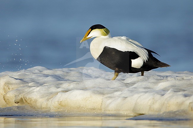 Adult male Hudson Bay American Eider (Somateria mollissima sedentaria) in the Hudson Bay near Churchill, Manitoba, Canada. Standing on ice flow. stock-image by Agami/Brian E Small,