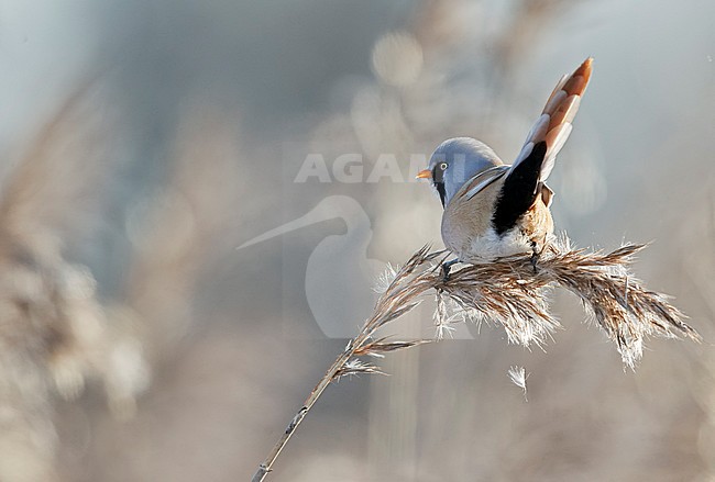 Bearded Reedling (Panurus biarmicus) during winter in reed bed near Espoo in souther Finland. stock-image by Agami/Markus Varesvuo,