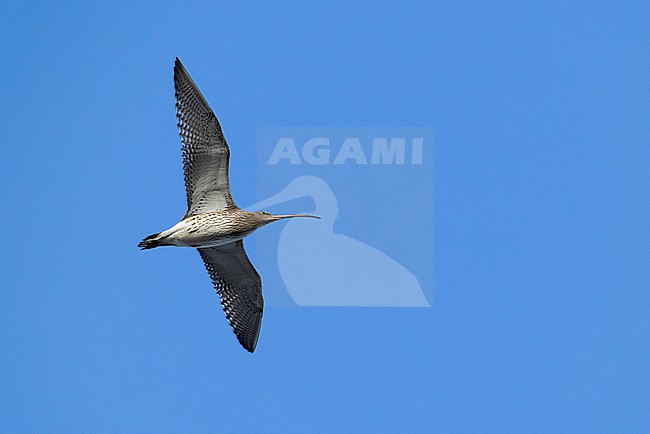 Adult Eurasian Curlew (Numenius arquata) in flight from below against the blue sky stock-image by Agami/Mathias Putze,