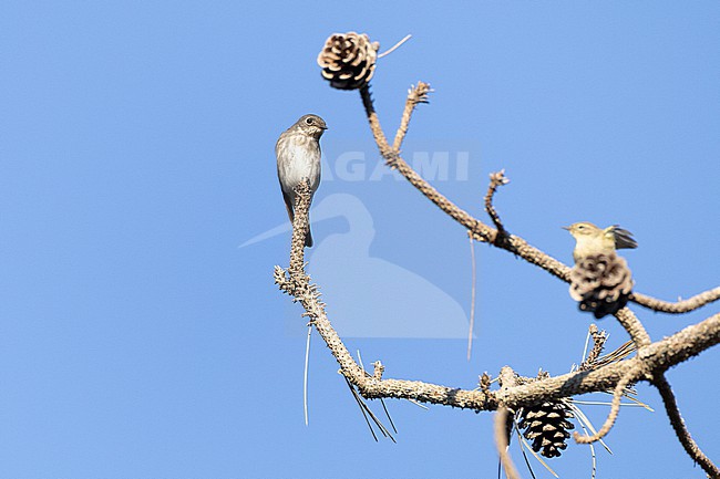  stock-image by Agami/Menno van Duijn,