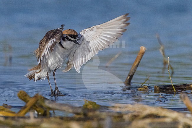 Kentish Plover (Charadrius alexandrinus), adult male taking off from the water stock-image by Agami/Saverio Gatto,