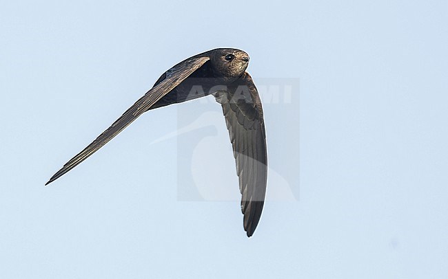Common Swift (Apus apus) in flight, on migration, seen from the front. stock-image by Agami/Lennart Verheuvel,
