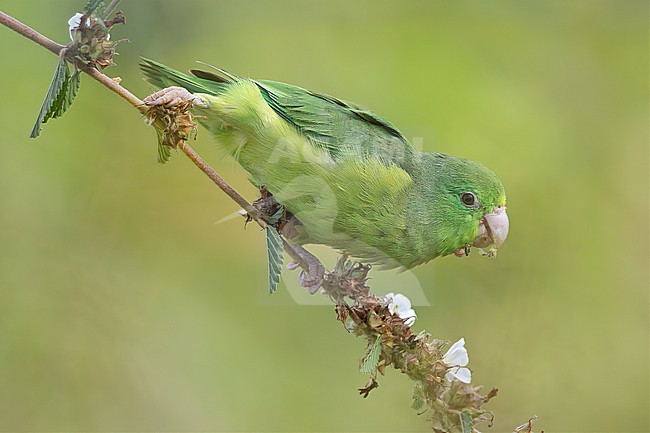 A female Spectacled Parrotlet (Forpus conspicillatus) at Puerto Boyacá, Boyacá, Colombia. stock-image by Agami/Tom Friedel,