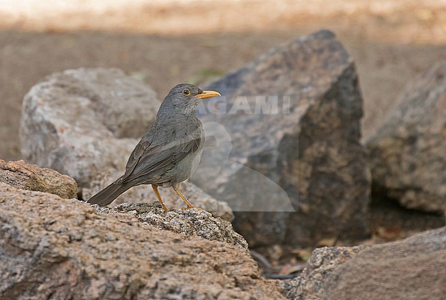 Karoo Thrush (Turdus smithi) in South Africa. stock-image by Agami/Pete Morris,