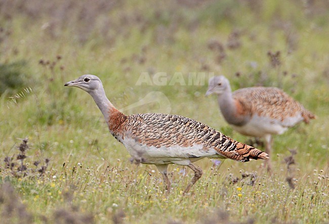 Female Grote trap; Female Great Bustard stock-image by Agami/Markus Varesvuo,