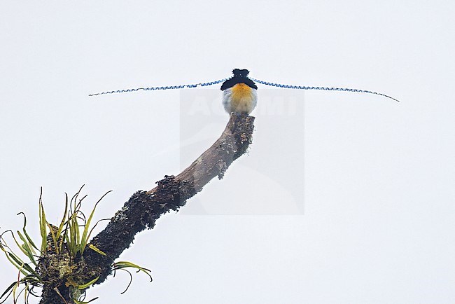 King of Saxony Bird-of-paradise (Pteridophora alberti) perched on a branch in Papua New Guinea. stock-image by Agami/Glenn Bartley,