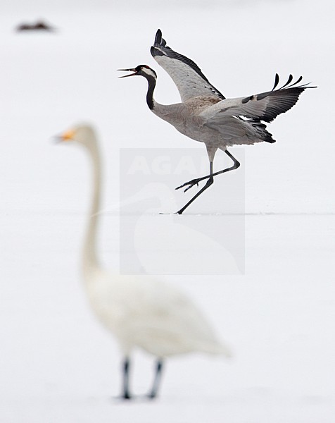 Common Crane calling wings out with Whooping Swan; Kraanvogel roepend met vleugels wijd en Wilde Zwaan stock-image by Agami/Markus Varesvuo,