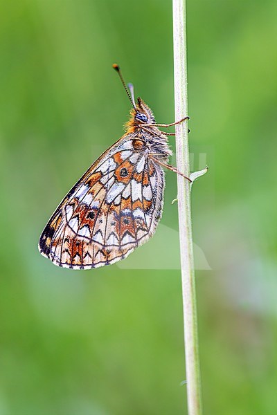 Side view of a Small Pearl-bordered Fritillari sitting on a stem of a plant stock-image by Agami/Onno Wildschut,