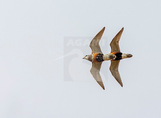 Adult Eurasian Dotterel (Charadrius morinellus) during spring migration on Wadden Island Texel in the Netherlands. stock-image by Agami/Marc Guyt,