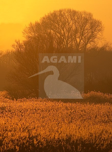 Dordtse Biesbosch, Dordtse Biesbosch stock-image by Agami/Hans Gebuis,