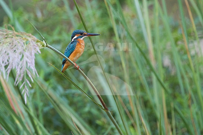 Common Kingfisher - Eisvogel - Alcedo atthis atthis, Oman, adult, female stock-image by Agami/Ralph Martin,