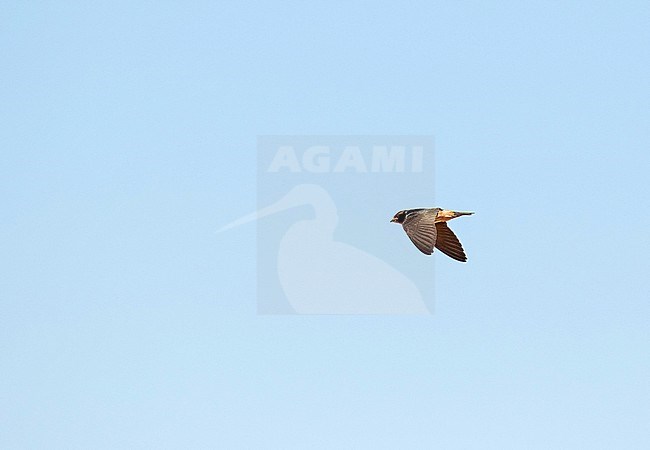 South African cliff swallow (Petrochelidon spilodera) in South Africa. stock-image by Agami/Pete Morris,