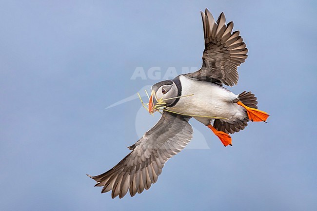 Adult Atlantic Puffin (Fratercula arctica) in breeding plumage in arctic Norway. stock-image by Agami/Daniele Occhiato,