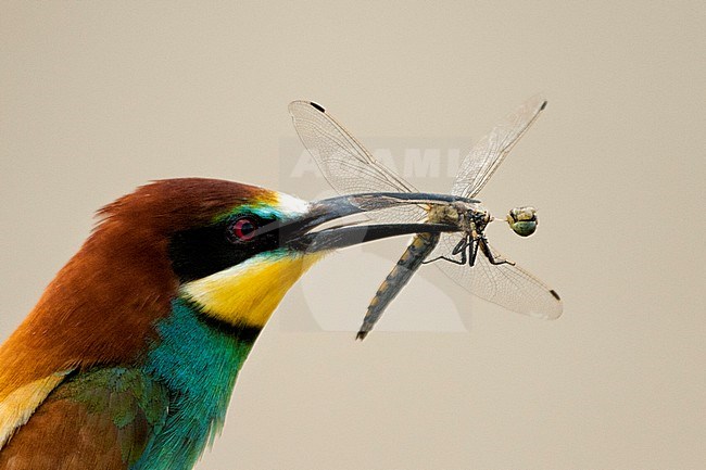 Bijeneter met prooi, European Bee-eater with prey stock-image by Agami/Bence Mate,