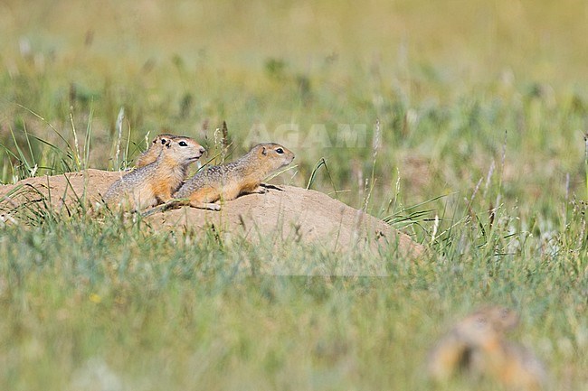 Ground Squirrel on steppes in Russia (Irkutsk) stock-image by Agami/Ralph Martin,