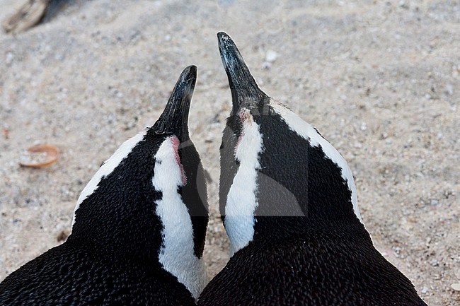 Jackass Penguin (Spheniscus demersus) at Boulders Beach, Simon's town, South Africa stock-image by Agami/Marc Guyt,