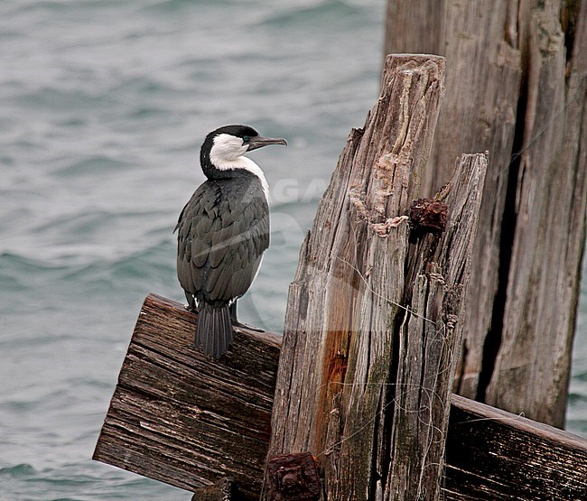 Black-faced Cormorant (Phalacrocorax fuscescens) in Southern Australia. Also known as the black-faced shag. stock-image by Agami/Pete Morris,