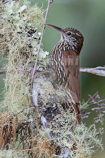 Montane Woodcreeper (Lepidocolaptes lacrymiger sanctaemartae) at Santa Marta Sierra Nevada, Colombia.  This subspecies has whiter markings than others. stock-image by Agami/Tom Friedel,