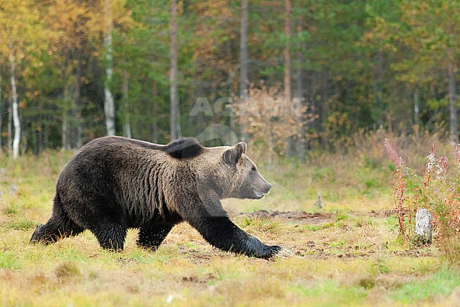 Brown bear (Ursus arctos) running in forest clearing in Finland. stock-image by Agami/Caroline Piek,