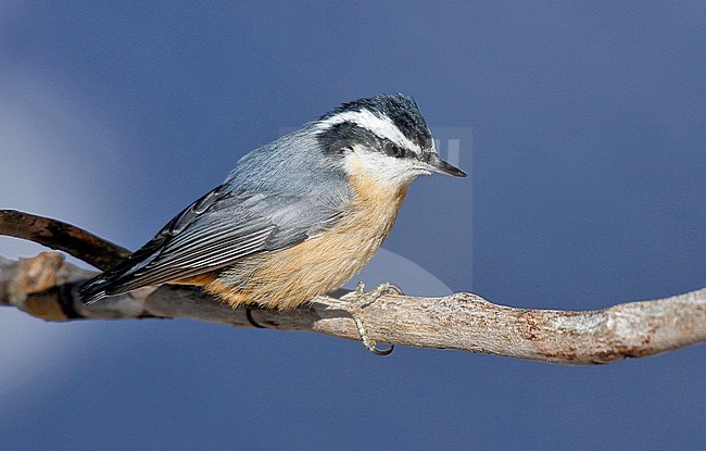 Adult female
Bernalillo Co., NM
December 2007 stock-image by Agami/Brian E Small,