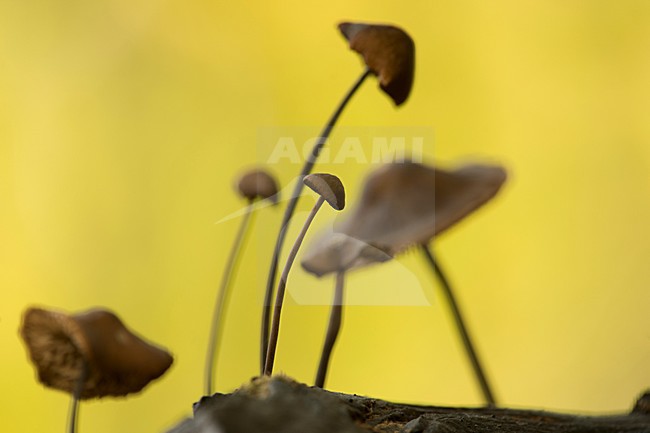  stock-image by Agami/Rob de Jong,