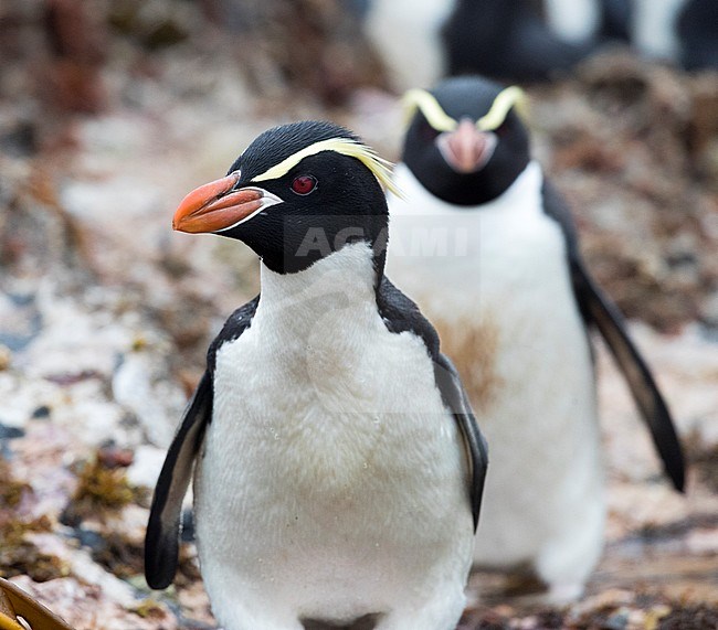 Snares Penguin (Eudyptes robustus) on The Snares, a subantarctic Island group south off New Zealand stock-image by Agami/Marc Guyt,