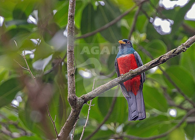 Male Black-tailed Trogon (Trogon melanurus) in Panama. stock-image by Agami/Pete Morris,