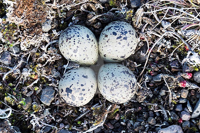 Eggs of Ringed Plover (Charadrius hiaticula psammodromus), eggs on the ground with pebbles around stock-image by Agami/Saverio Gatto,