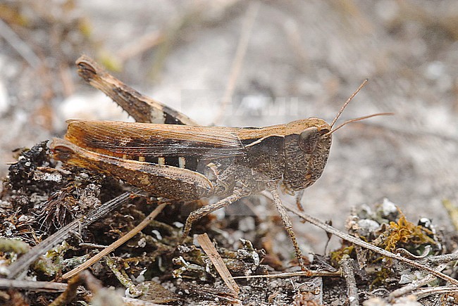 Steppesprinkhaan, Chorthippus vagans stock-image by Agami/Casper Zuijderduijn,
