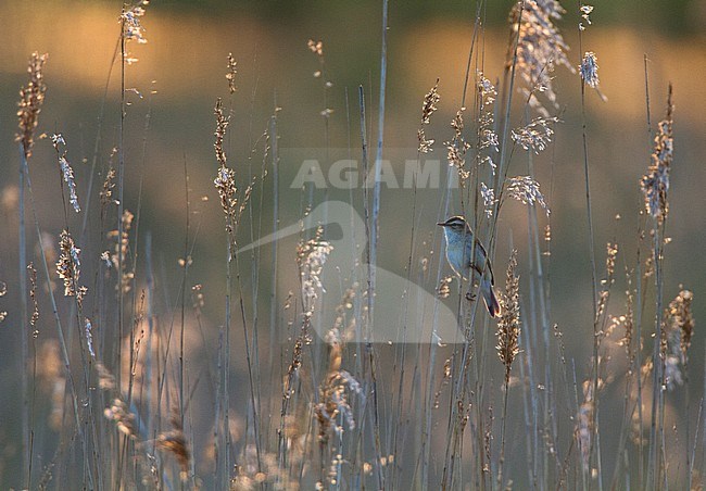  stock-image by Agami/Menno van Duijn,