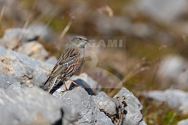 An adult Alpine Accentor (Prunella collaris) at the rocks of Karwendel Mountains in the Bavarian Alps stock-image by Agami/Mathias Putze,