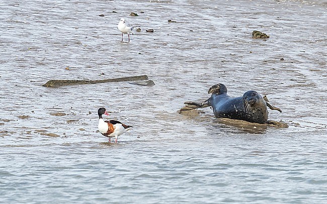 Common Seal aka Harbour Seal (Phoca vitulina) standing on shore in Ijzermonding NR, West Flanders, Belgium. Next to moulting Common Shelduck. stock-image by Agami/Vincent Legrand,