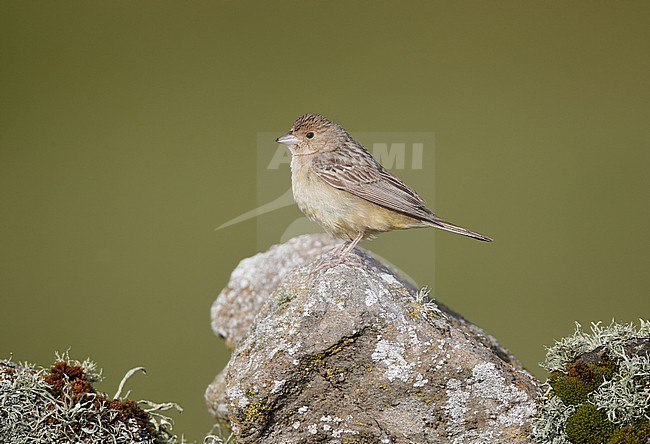 Immature Red-headed Bunting (Emberiza bruniceps) during autumn on the Out Skerries, Shetland, Scotland. Re-identified. stock-image by Agami/Michael McKee,