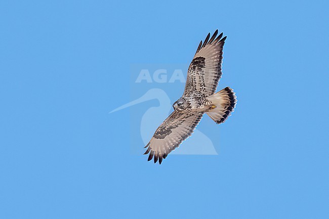 Adult light morph
Mackinac Co., MI
April 2025 stock-image by Agami/Brian E Small,